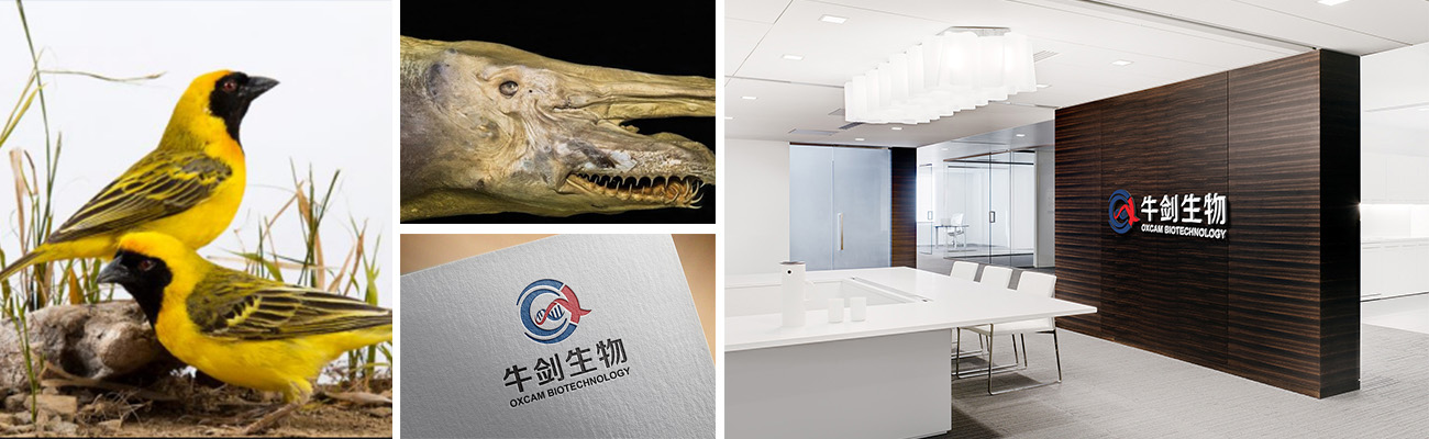 公司简介