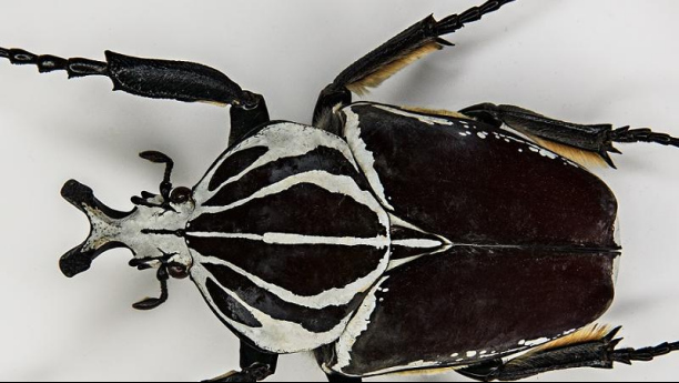 世界最大的甲虫