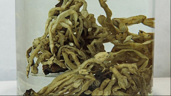 奇妙的海底火山口生物