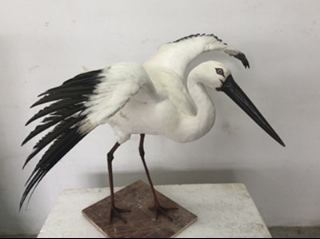 仿真鸟类标本