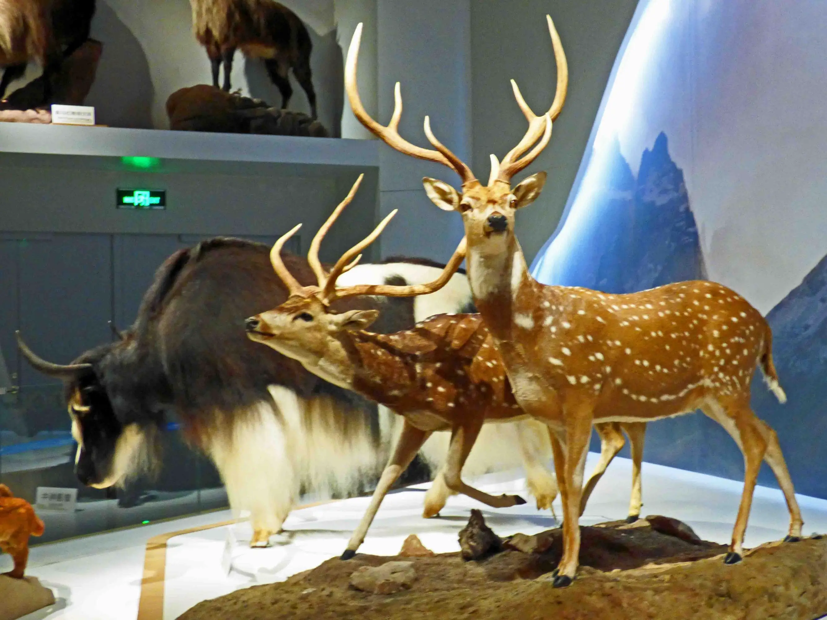 标本制作技术发展简史